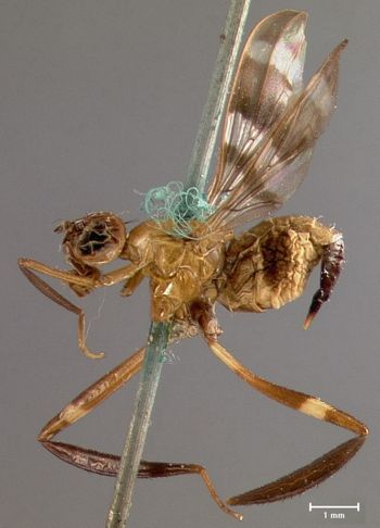 Media type: image;   Entomology 13326 Aspect: habitus lateral view